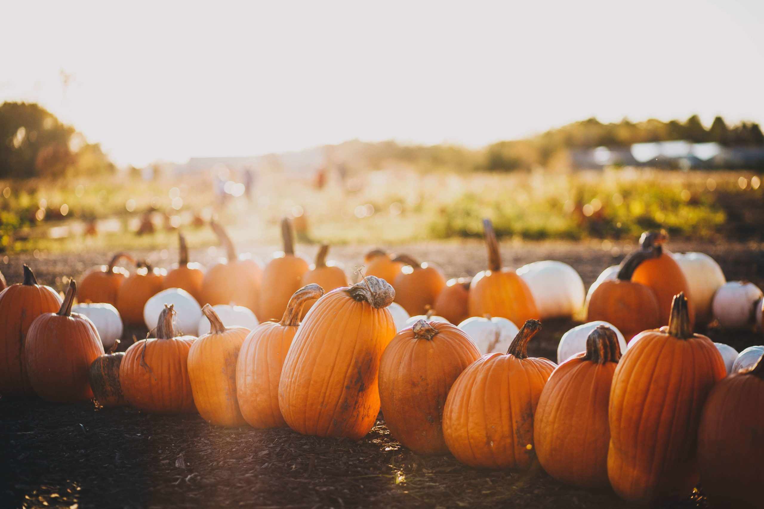 10 pumpkin patches worth planning a trip around