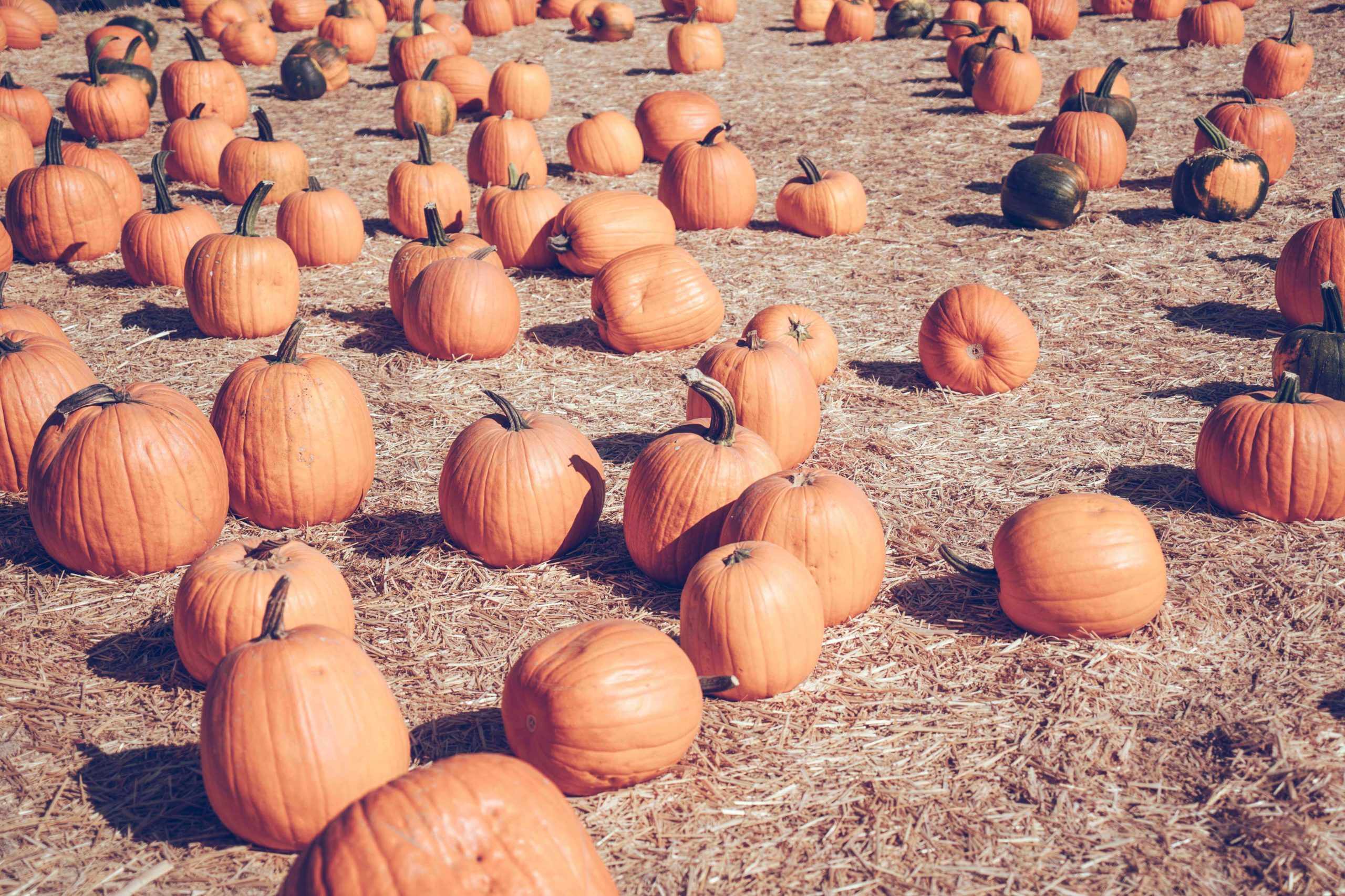 Top 8 pumpkin patches and Halloween fests for RVers