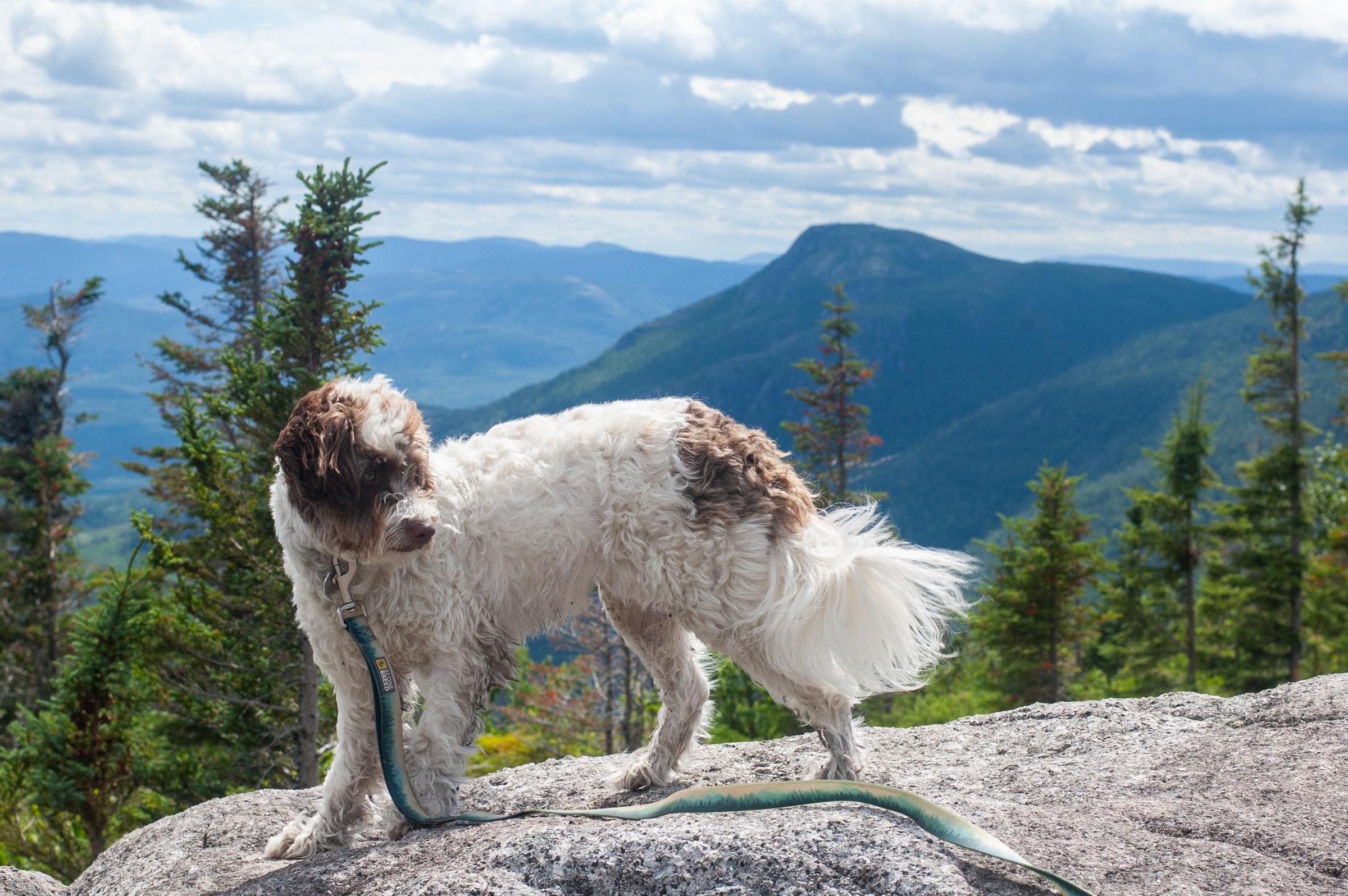 Dog friendly National Parks: Where your pup can roam